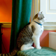 Not Palmerston but rather Larry, who lives at 10 Downing Street. (Photo via Getty Images.)